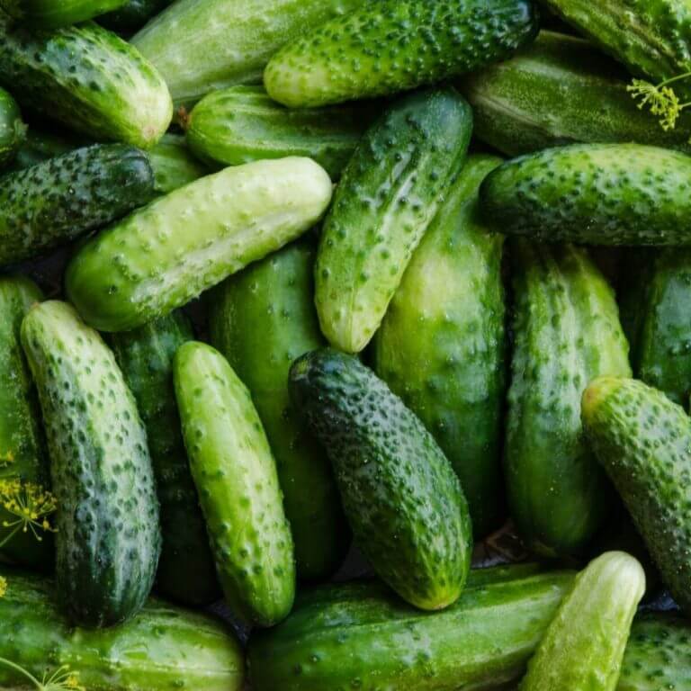 Ashley cucumber seeds - Vegetable Plant