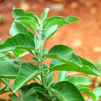 Ashwagandha Seeds - Herbal Plant