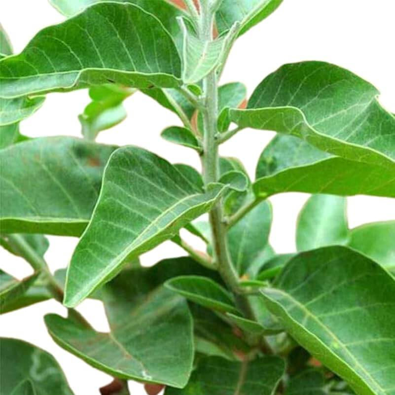 Ashwagandha Seeds - Herbal Plant