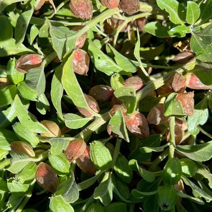 Ashwagandha Seeds - Herbal Plant