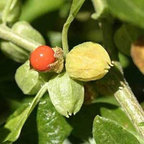 Ashwagandha Seeds for Planting - Heirloom Herbal Plant for Home Gardens