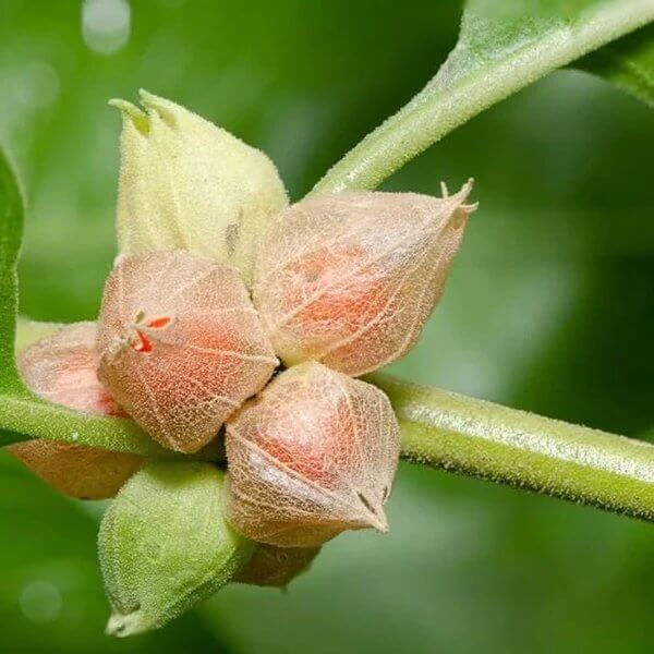 Ashwagandha Seeds for Planting - Heirloom Herbal Plant for Home Gardens