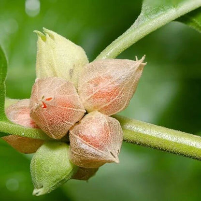 Ashwagandha Seeds for Planting - Heirloom Herbal Plant for Home Gardens