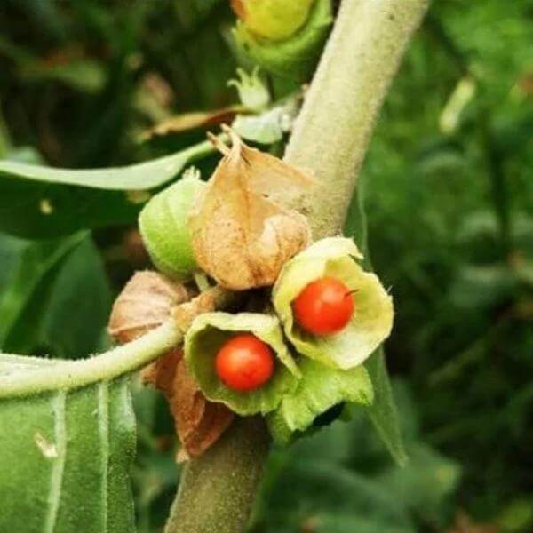Ashwagandha Seeds for Planting - Heirloom Herbal Plant for Home Gardens