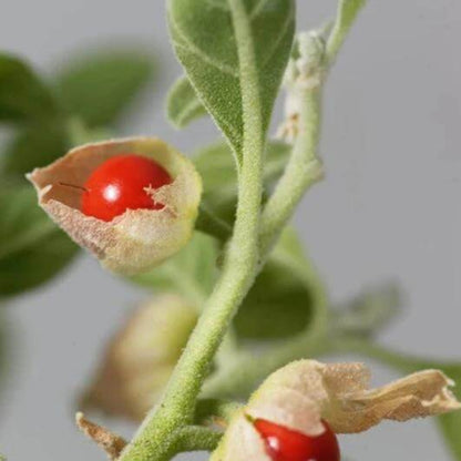 Ashwagandha Seeds for Planting - Heirloom Herbal Plant for Home Gardens