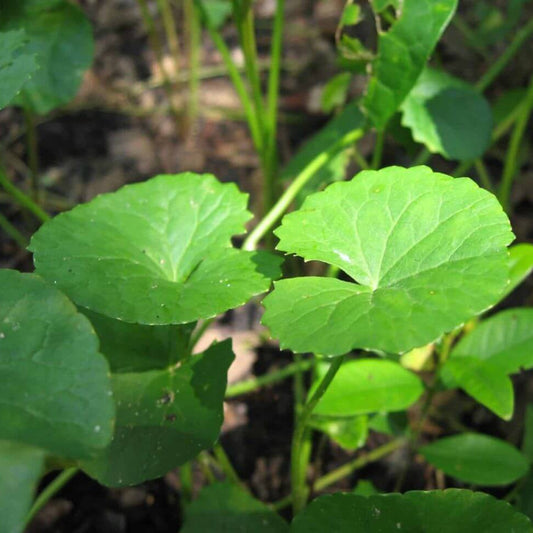Asian Gotu Kola Seeds - Herbal Plant for Home Gardens
