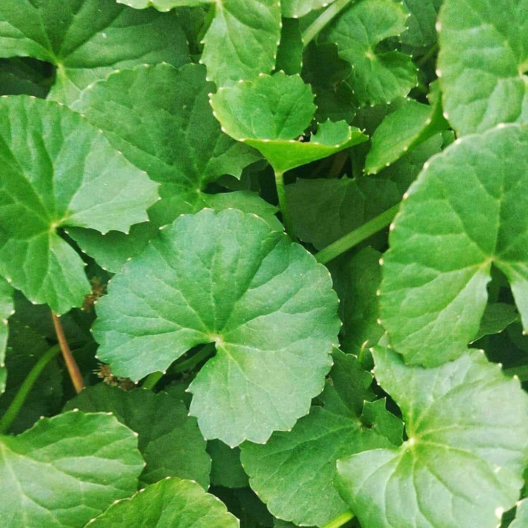 Asian Gotu Kola Seeds - Herbal Plant for Home Gardens