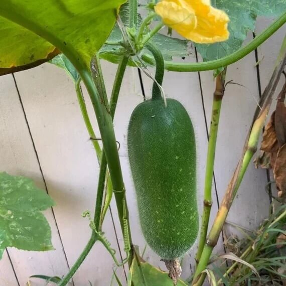 Asian Hairy Gourd Seeds