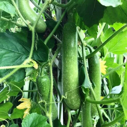 Asian Hairy Gourd Seeds