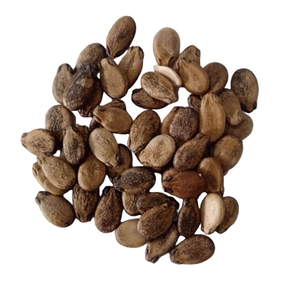 Asian Long Watermelon Seeds