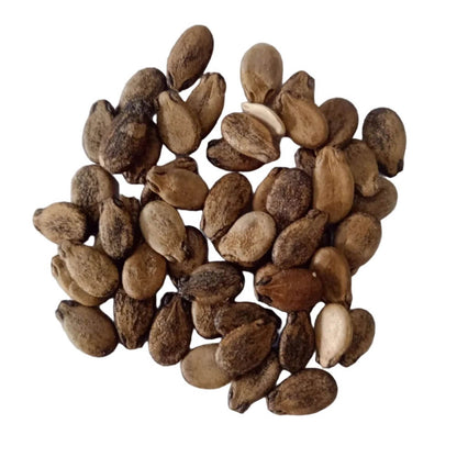 Asian Long Watermelon Seeds