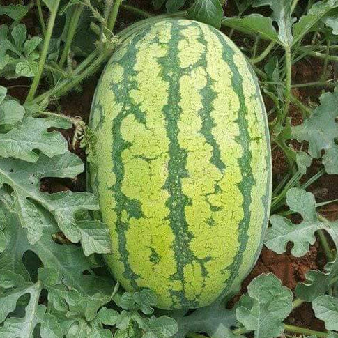 Asian Long Watermelon Seeds
