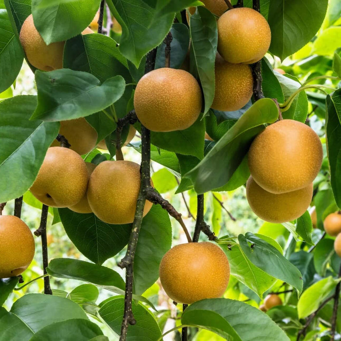 Asian Pear Seeds 