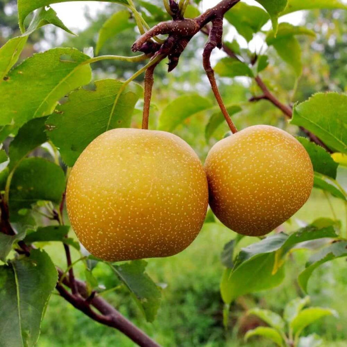 Asian Pear Seeds - Fruit Plant