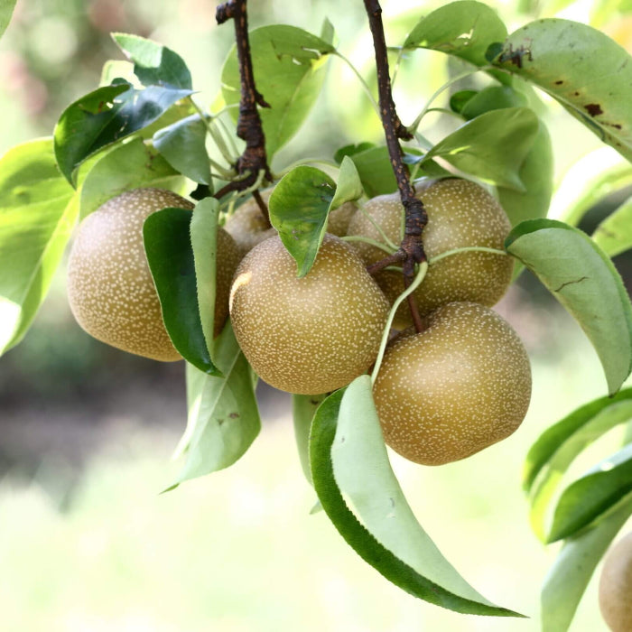 Asian Pear Seeds - Fruit Plant