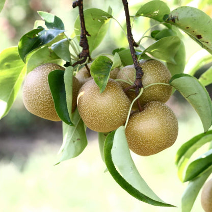 Asian Pear Seeds - Fruit Plant