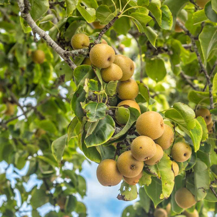 Asian Pear Seeds - Fruit Plant