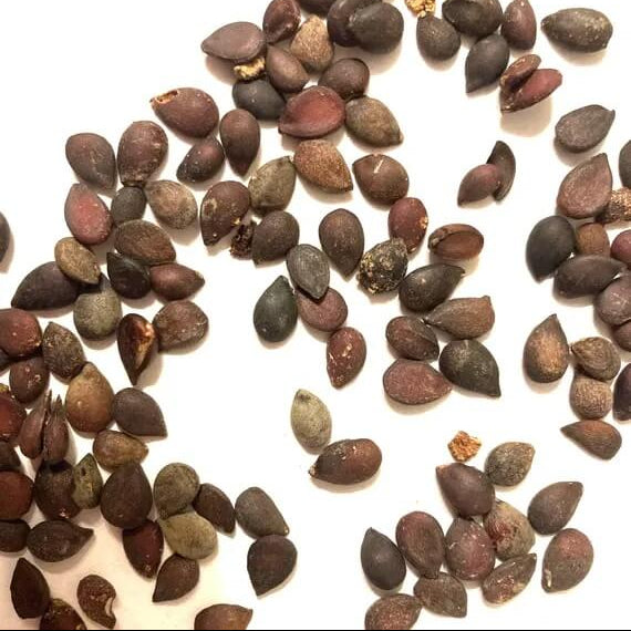 Asian Pear Seeds 