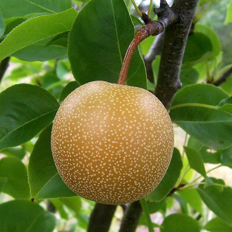 Asian Pear Seeds 