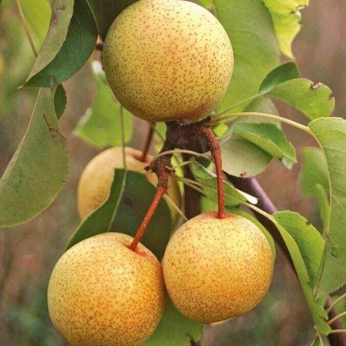 Asian Pear Seeds 