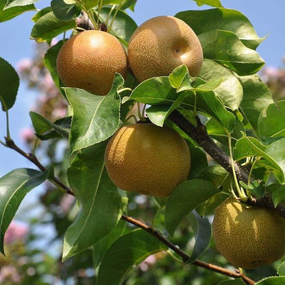 Asian Pear Seeds 