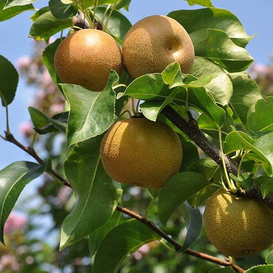 Asian Pear Seeds 