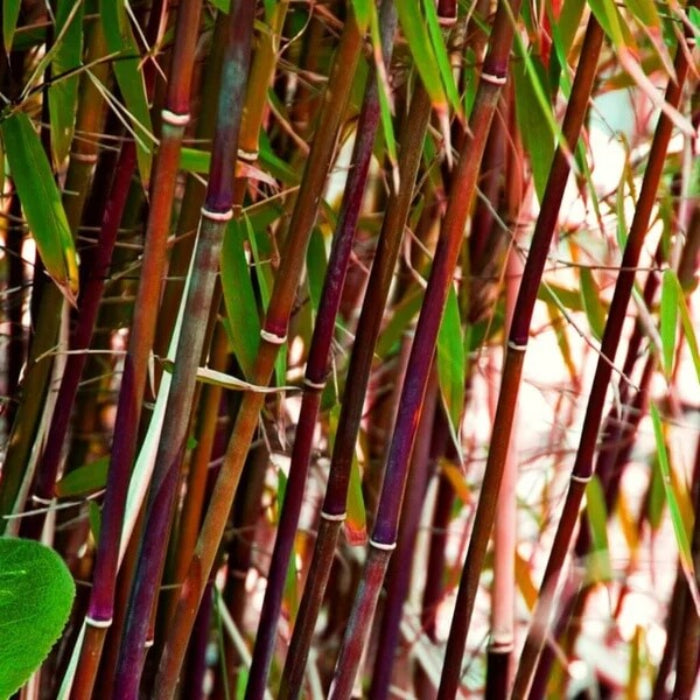 Asian Wonder Bamboo seeds - Flower Plant