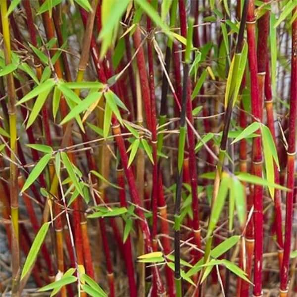 Asian Wonder Bamboo seeds - Flower Plant