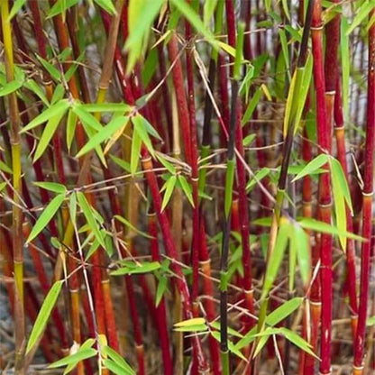 Asian Wonder Bamboo seeds - Flower Plant