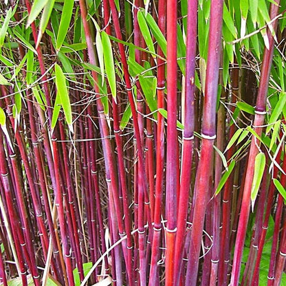 Asian Wonder Bamboo seeds - Flower Plant