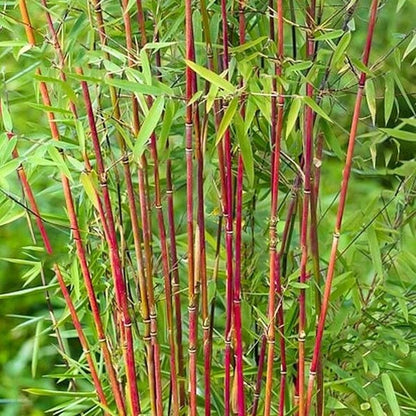 Asian Wonder Bamboo seeds - Flower Plant