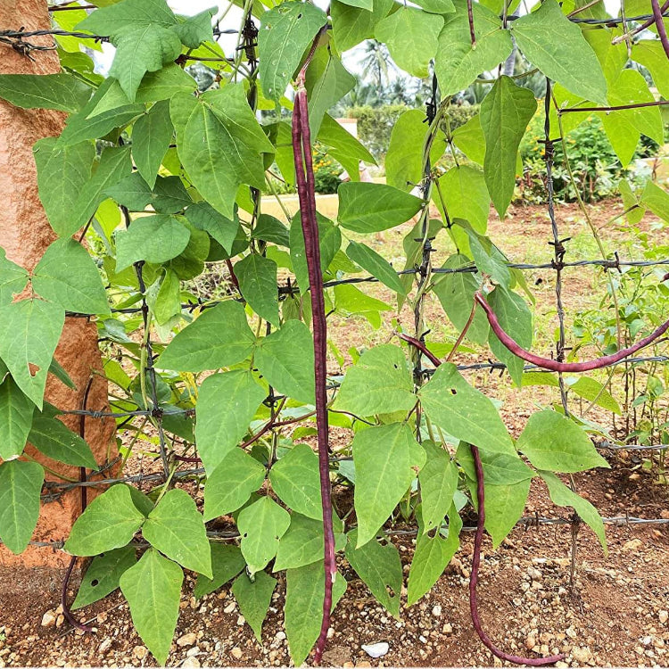 Asian Yard Long Bean Seeds - Vegetable Plant