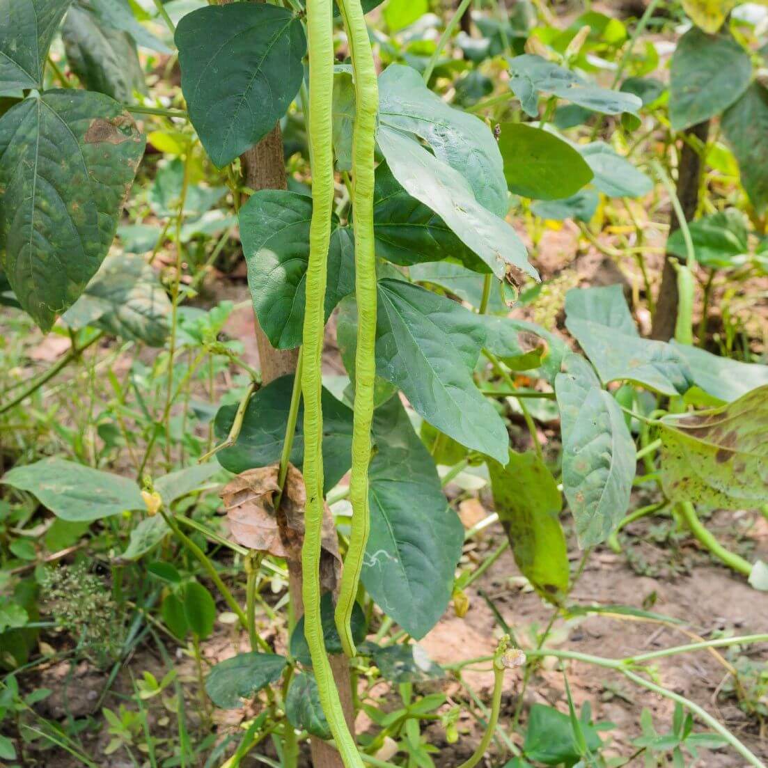 Asian Yard Long Bean Seeds - Vegetable Plant