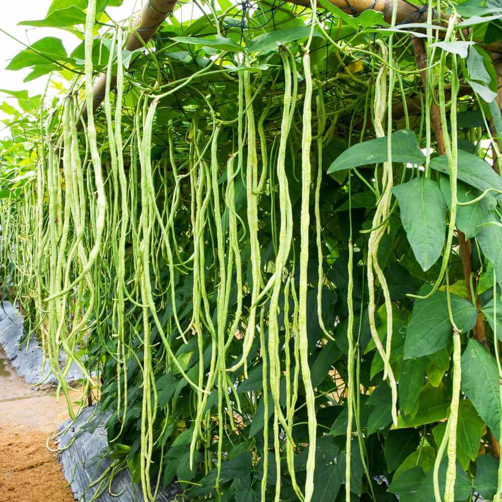 Asian Yard Long Bean Seeds - Vegetable Plant