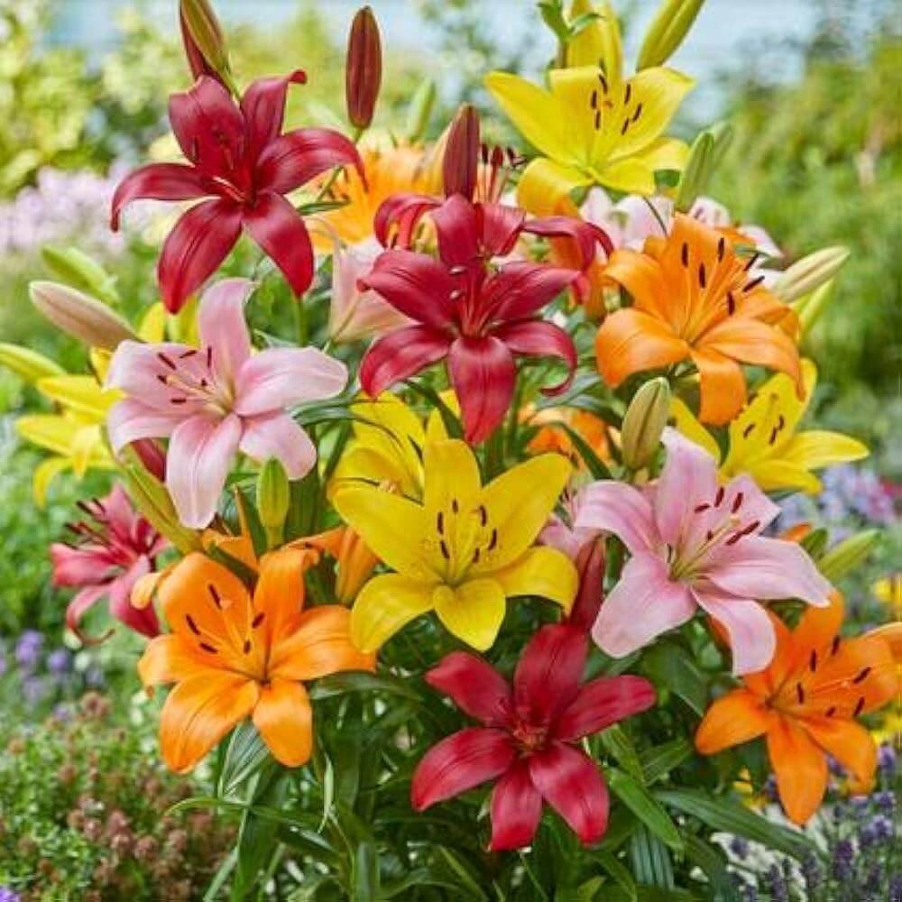 Asiatic Lily Seeds - Flower Plant