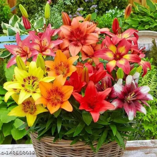 Asiatic Lily Seeds - Flower Plant