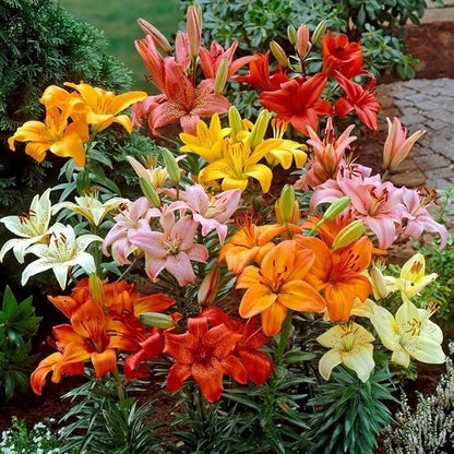 Asiatic Lily Seeds - Flower Plant