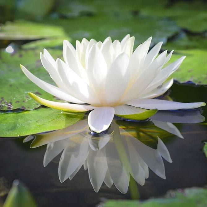 Asiatic White Lotus Seeds