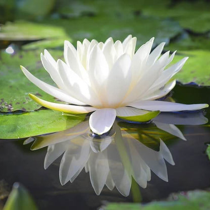 Asiatic White Lotus Seeds