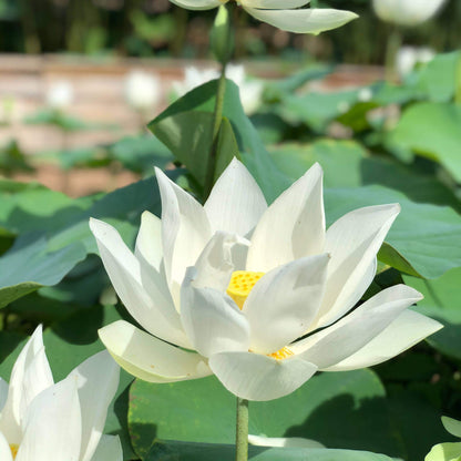 Asiatic White Lotus Seeds
