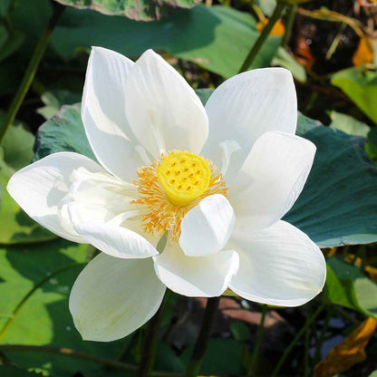 Asiatic White Lotus Seeds