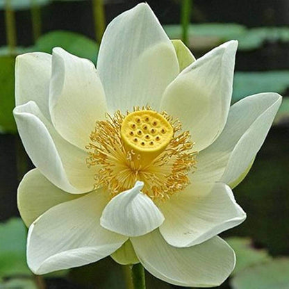Asiatic White Lotus Seeds