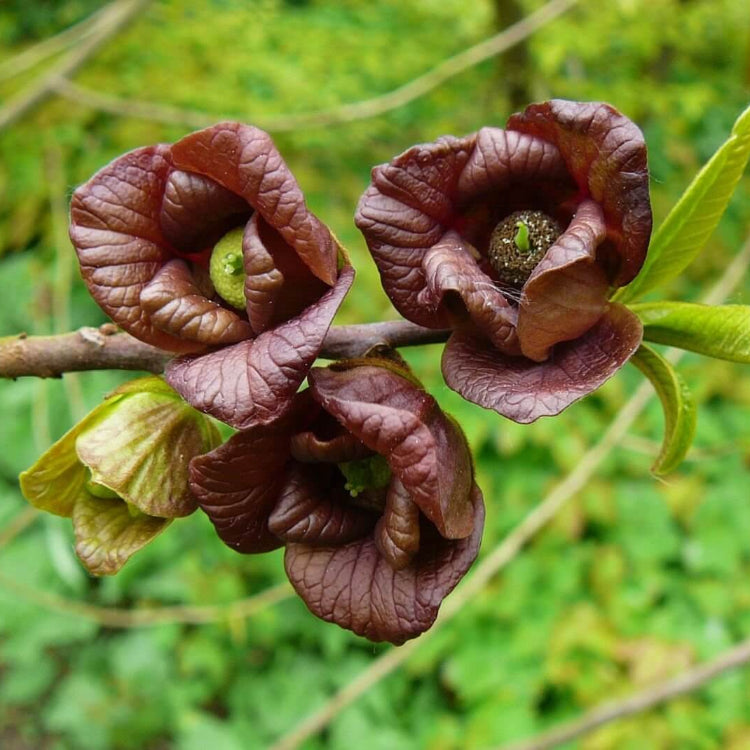 Asimina Triloba Seeds - Native Fruit Plant for Home Gardens