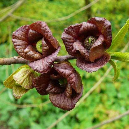 Asimina Triloba Seeds - Native Fruit Plant for Home Gardens