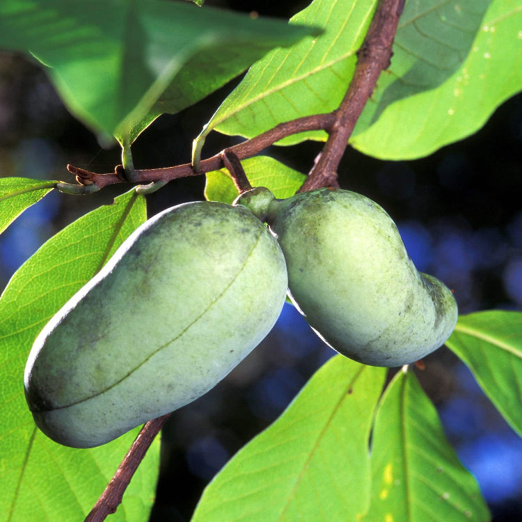 Asimina Triloba Seeds - Native Fruit Plant for Home Gardens