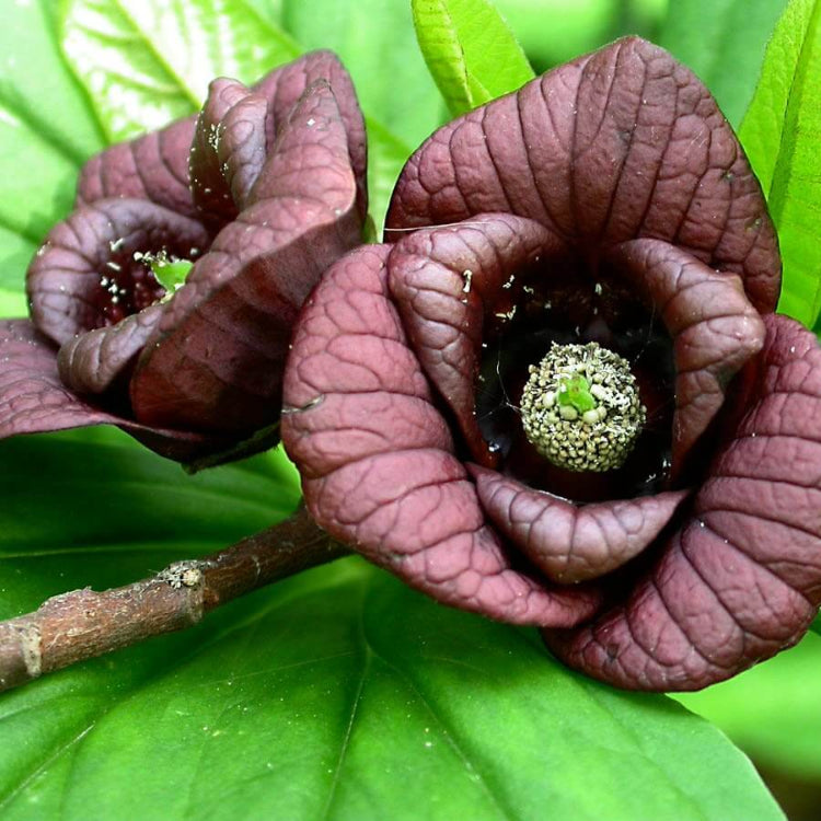 Asimina Triloba Seeds - Native Fruit Plant for Home Gardens