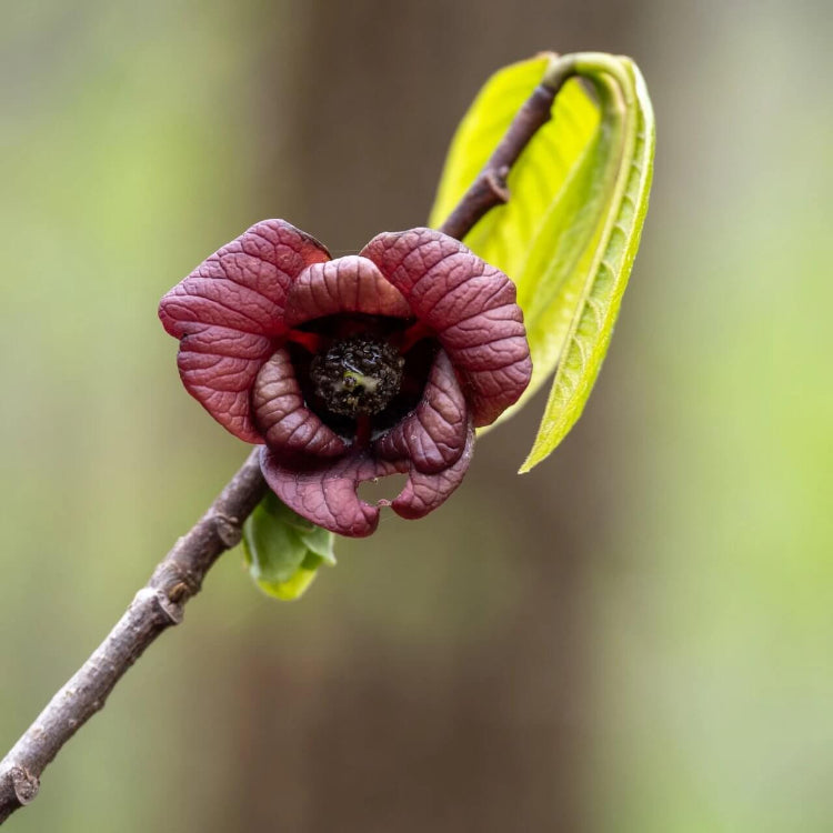 Asimina Triloba Seeds - Native Fruit Plant for Home Gardens