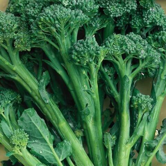Aspabroc Broccoli Seeds - Heirloom Vegetable Plant for Home Gardens