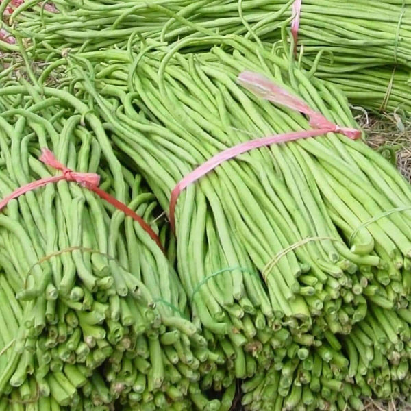 Asparagus Bean Seeds - Vegetable Plant