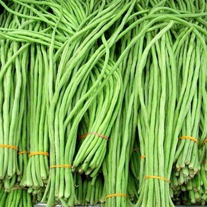 Asparagus Bean Seeds - Vegetable Plant